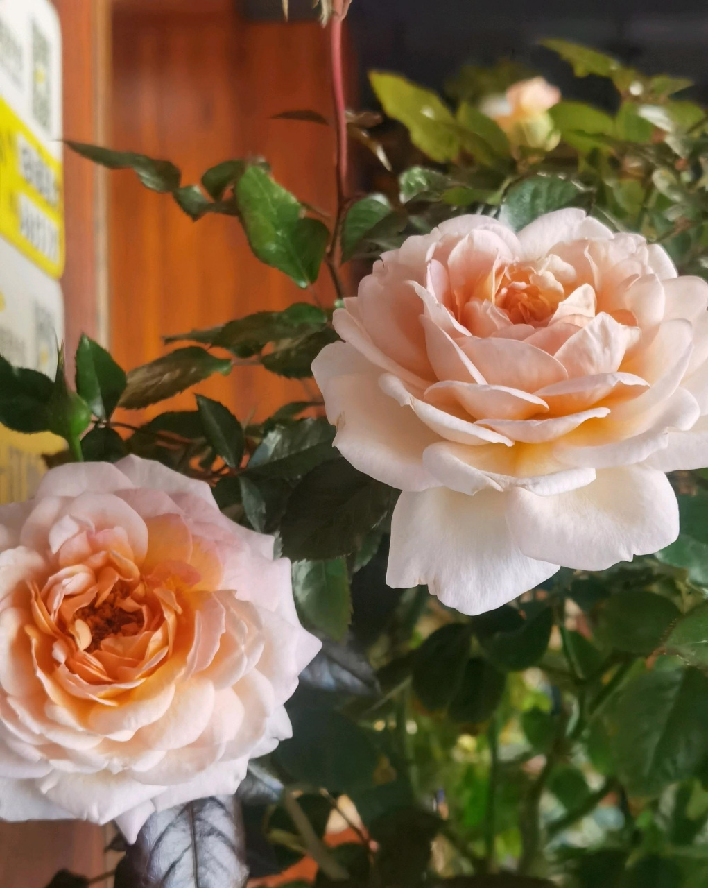 月季花"大公夫人",这几年很流行的新品种,小灌木,株高仅100公分左右