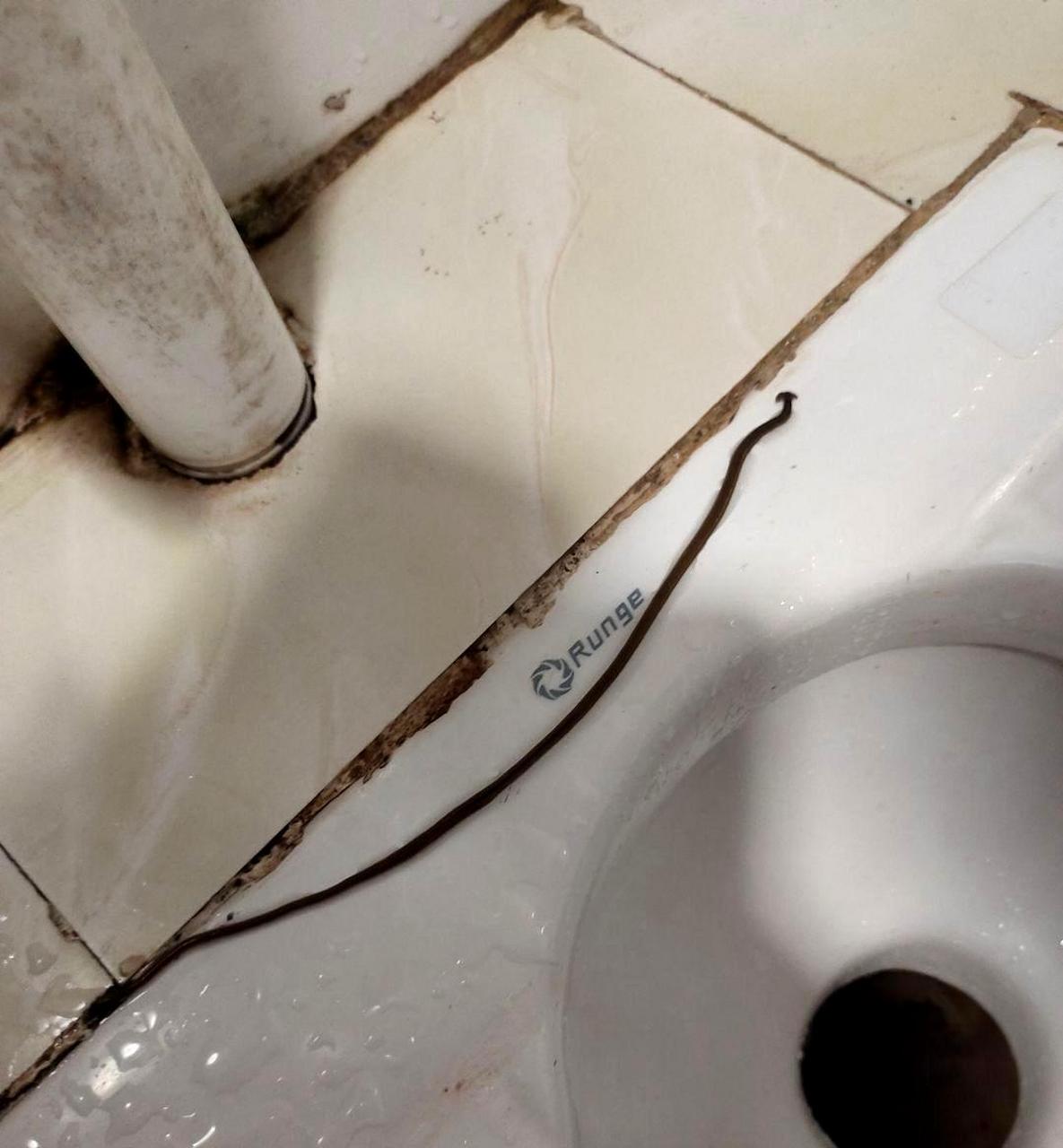 我在卫生间看到了一条虫子,想知道它是什么物种.