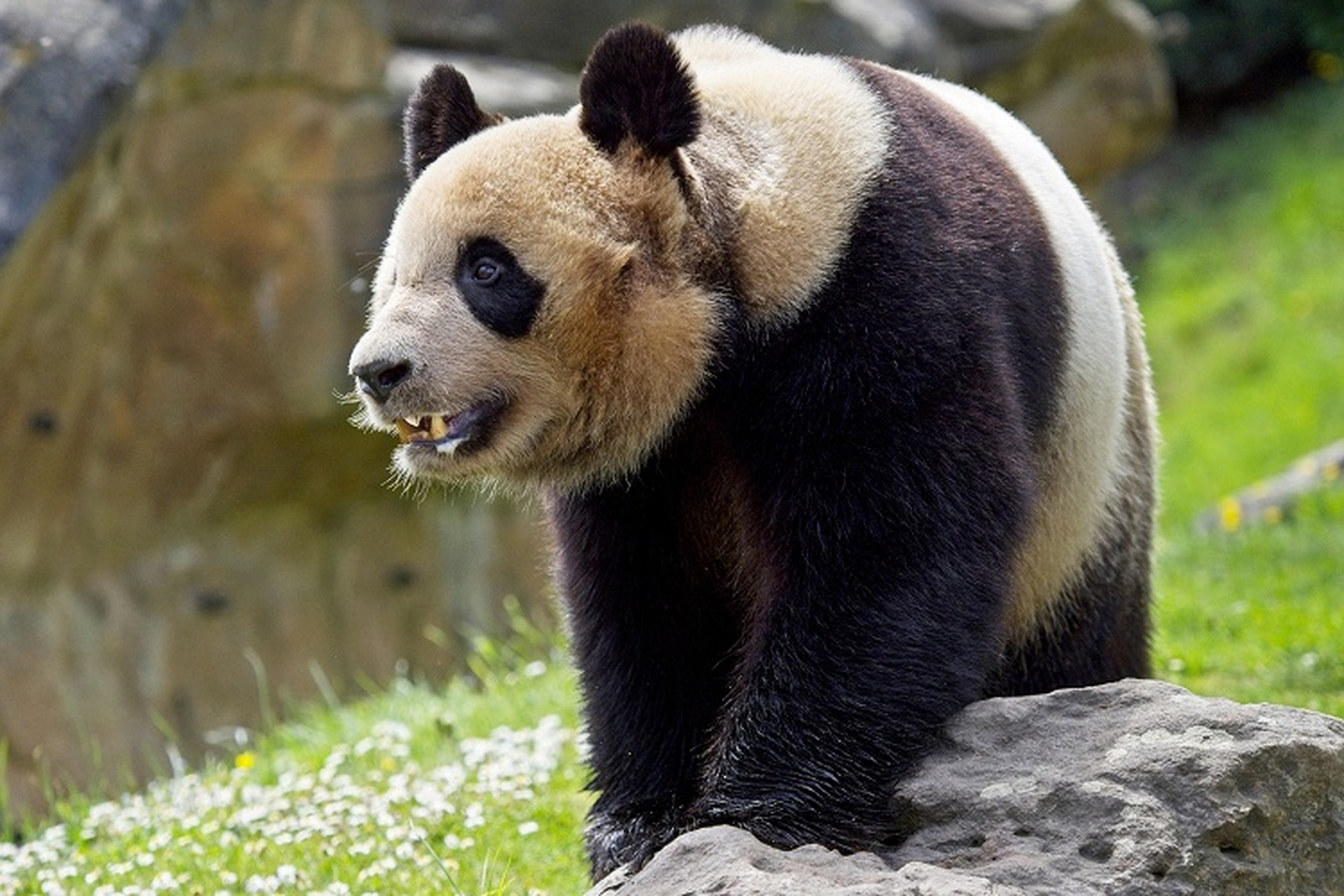 旅法大熊貓即將歸國 法國聖艾尼昂市博瓦爾動物園,5歲旅法大熊貓