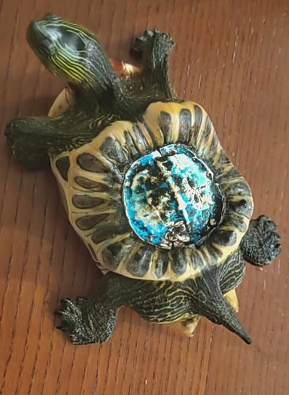 买了只彩龟,喂着怎么长这样了,这壳子退不下来了