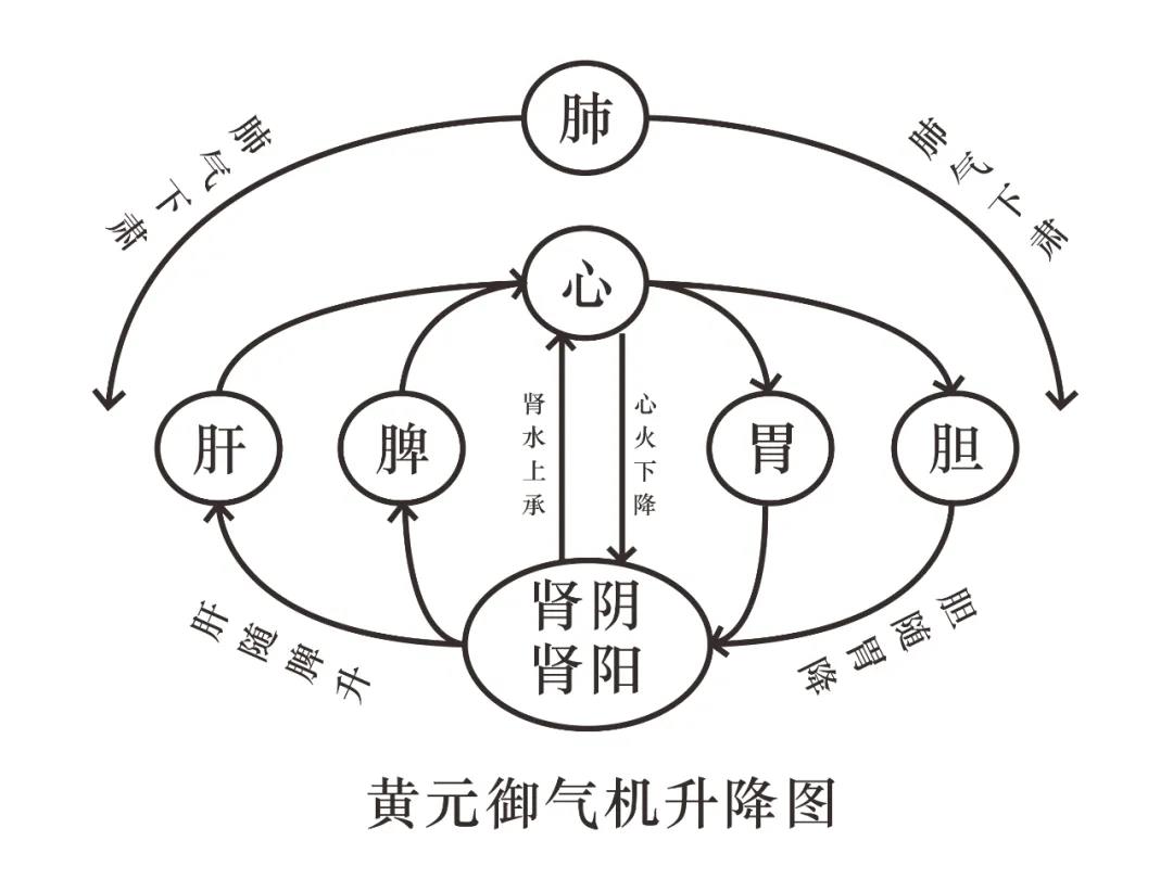 五脏气血循环示意图图片