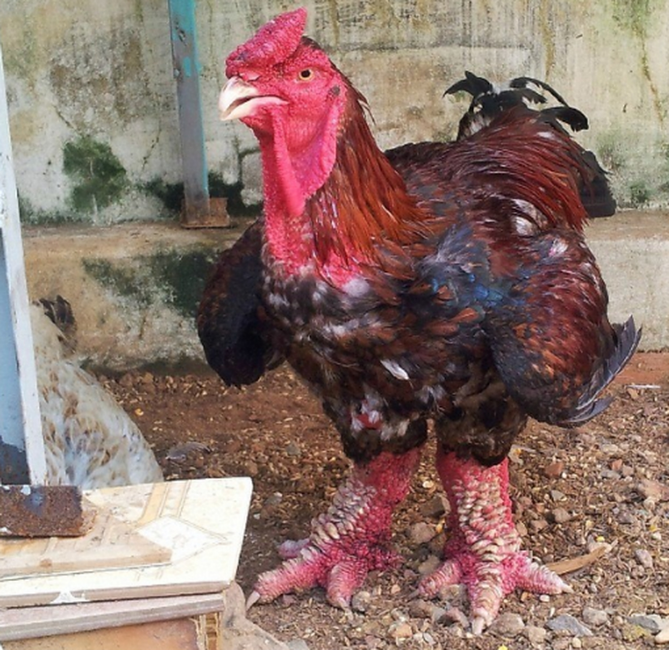 东涛鸡是什么鸡如何养殖有什么注意事项