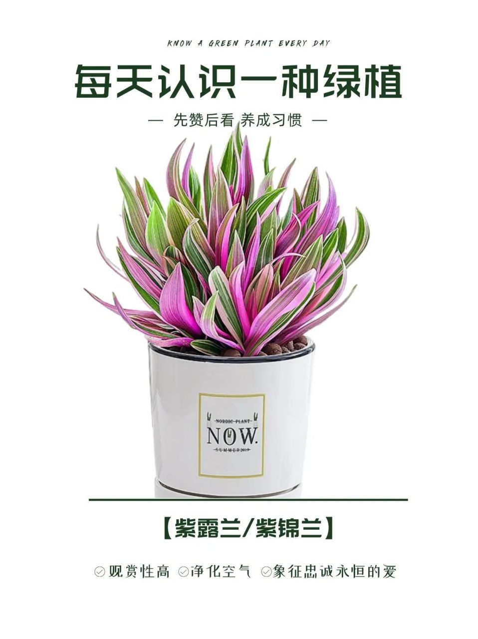 每天认识一种绿植:"紫气东来"紫露兰 91名称:紫露兰 00别名:紫锦