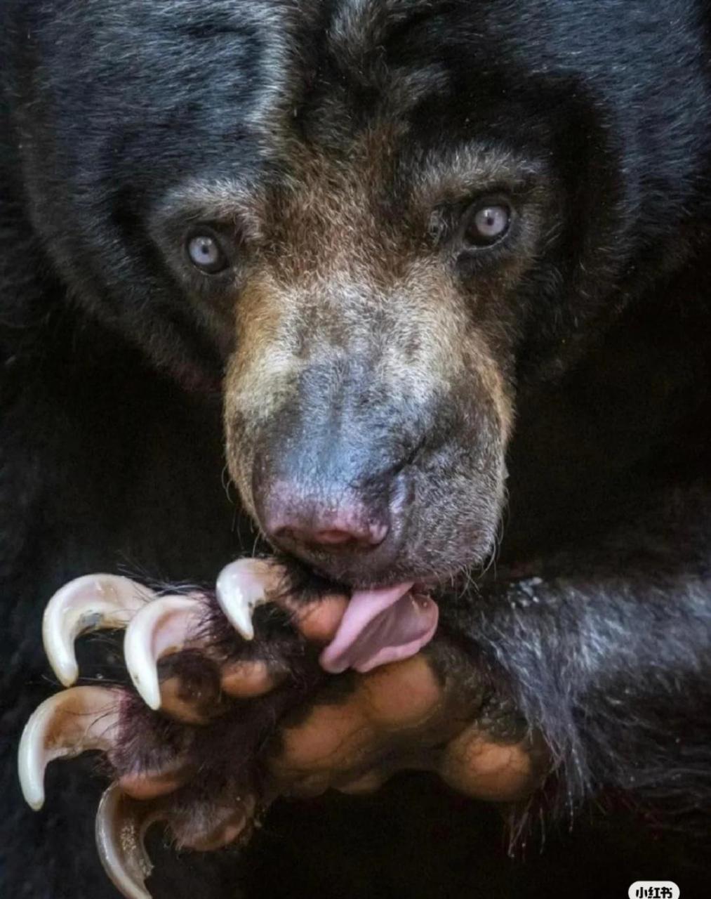 动物世界,大笨熊