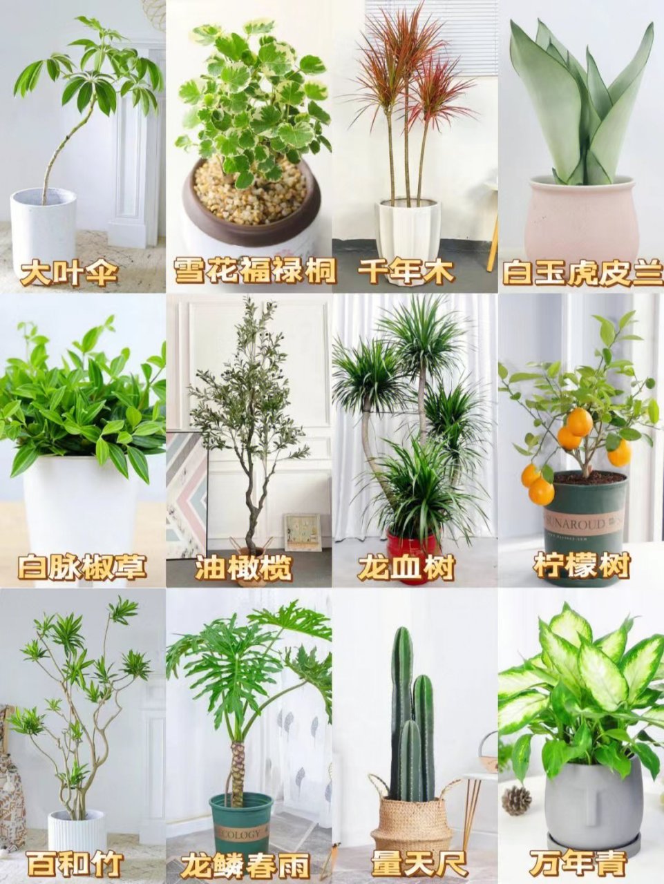 绿植种类大全图片