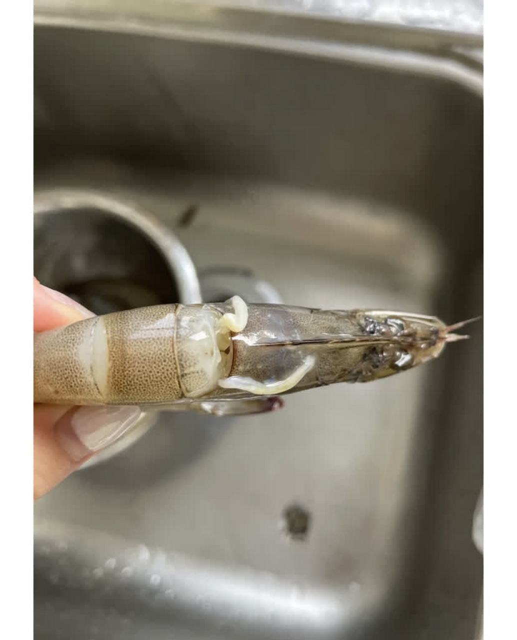 虾头上的两个白点是什么? 在线等待[鄙视]