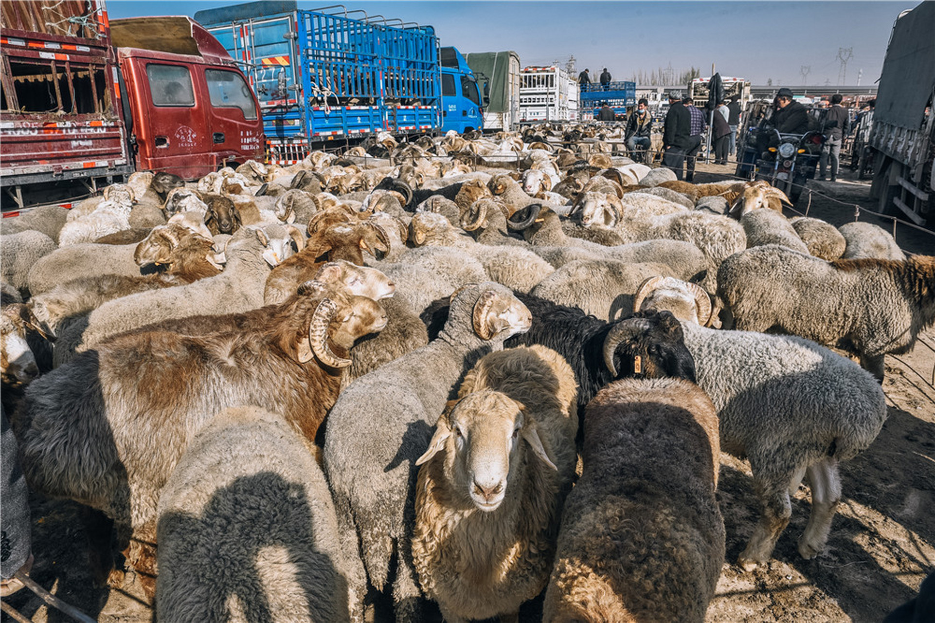 新疆最大的牛羊交易市场,从喀什市区开车大概需要20分钟的时间就可以