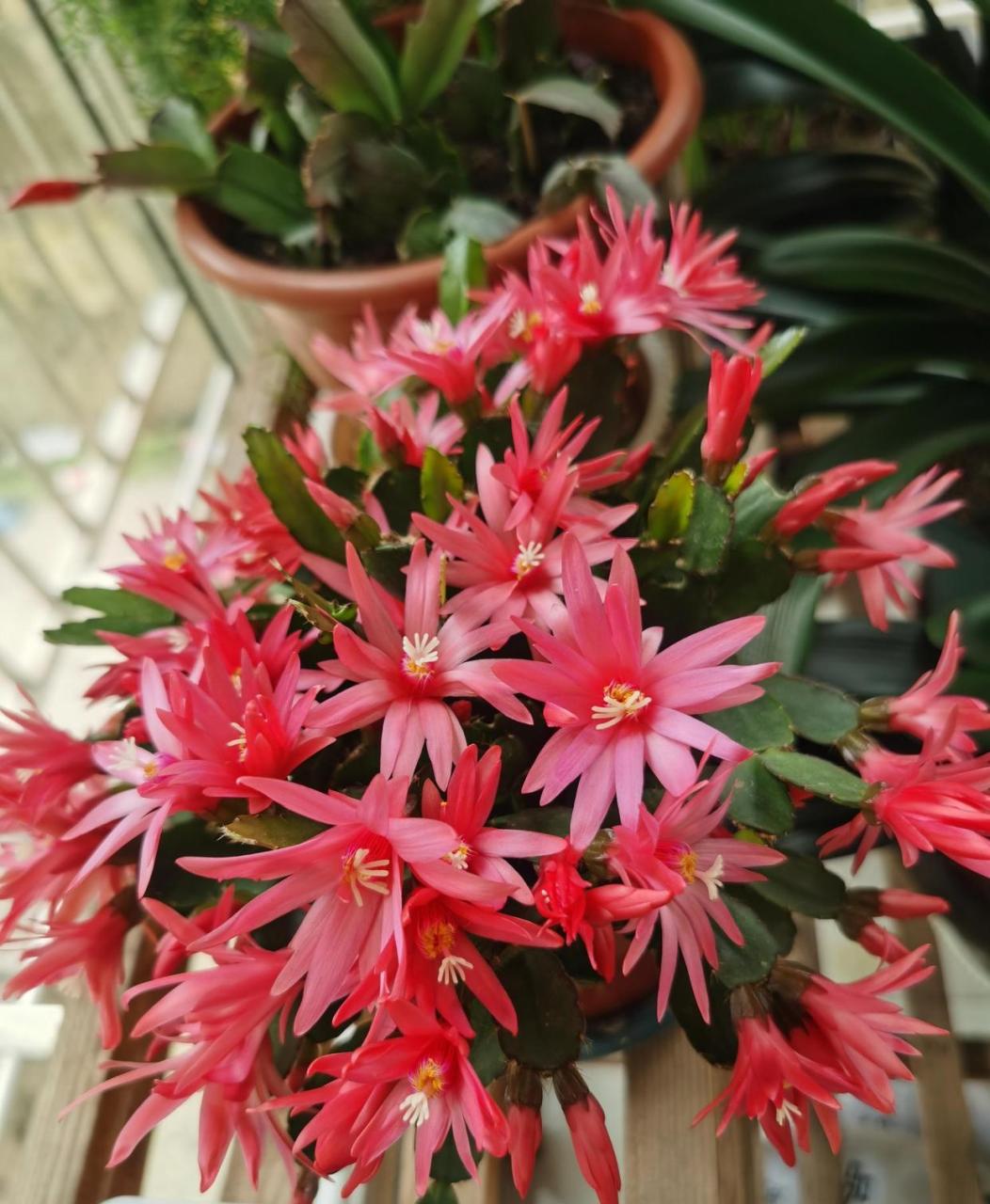 假昙花"粉佳人",花色粉粉的,花期3~1月  ,生性很皮实,长得像蟹爪兰,茎