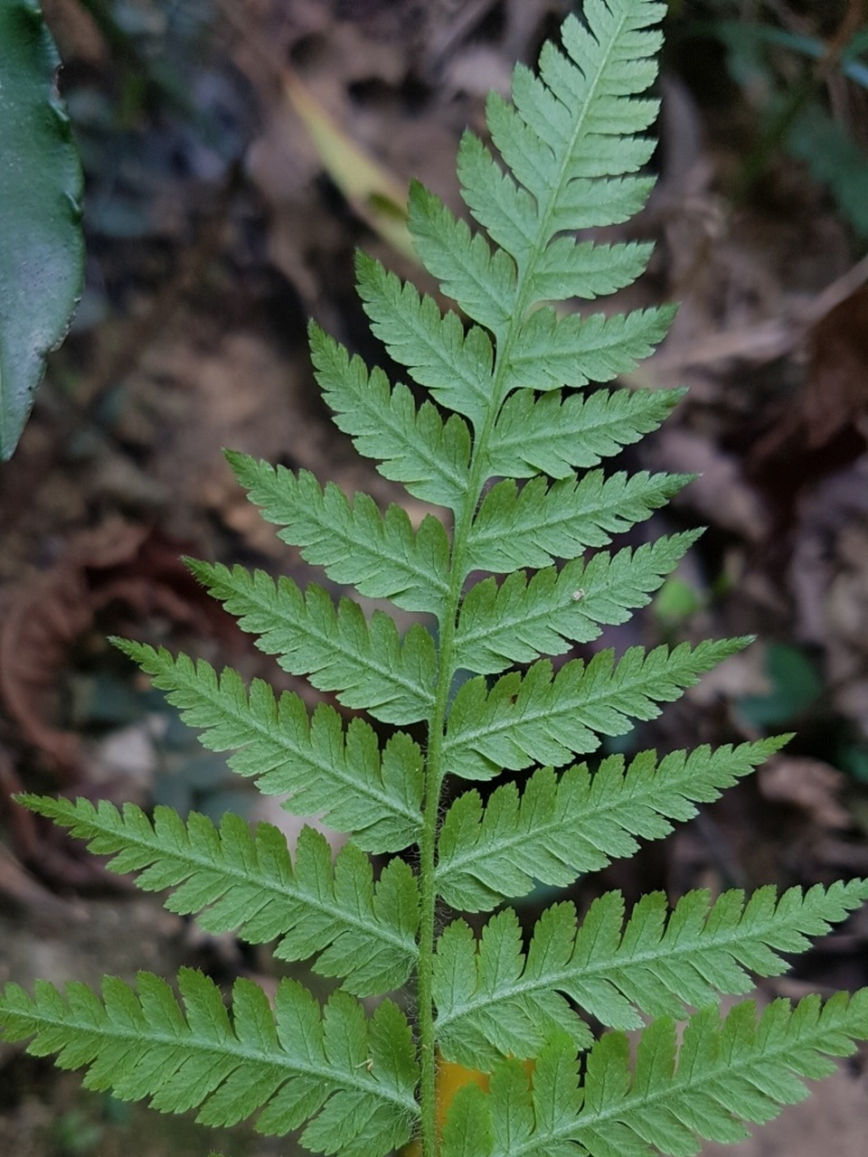 国家二级保护植物  全属约有20种,分布于热带东南亚洲,夏威夷及中部