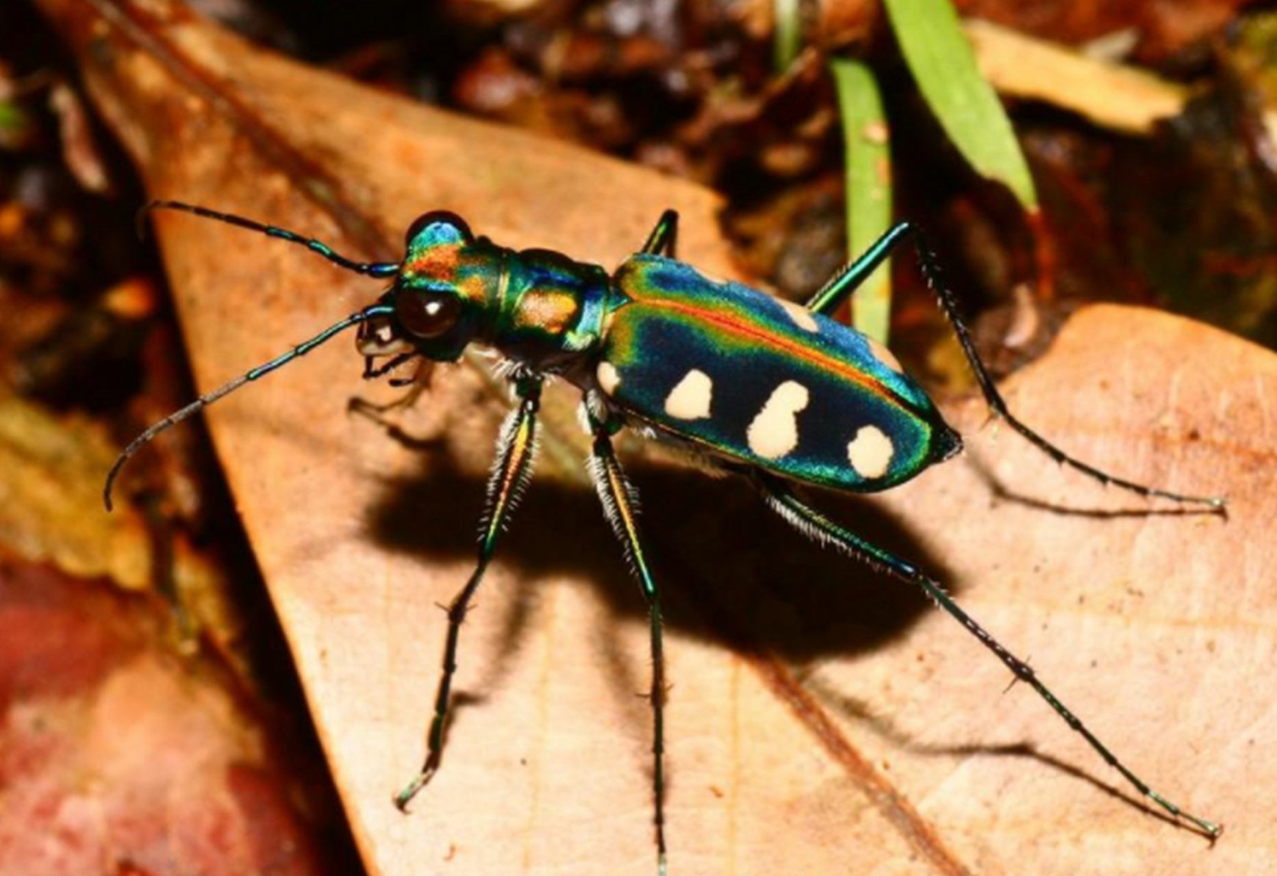 当虎甲虫全速奔跑时,它们的眼睛会因为跑得太快而暂时失明.