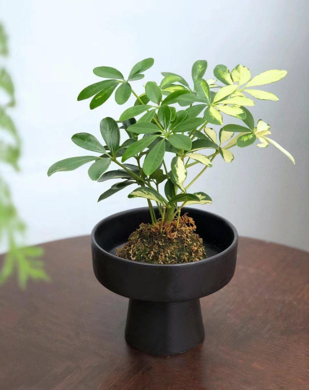 拥有油画般的叶子超好养的净化空气植 鸭脚木又名招财树 不只是一味的