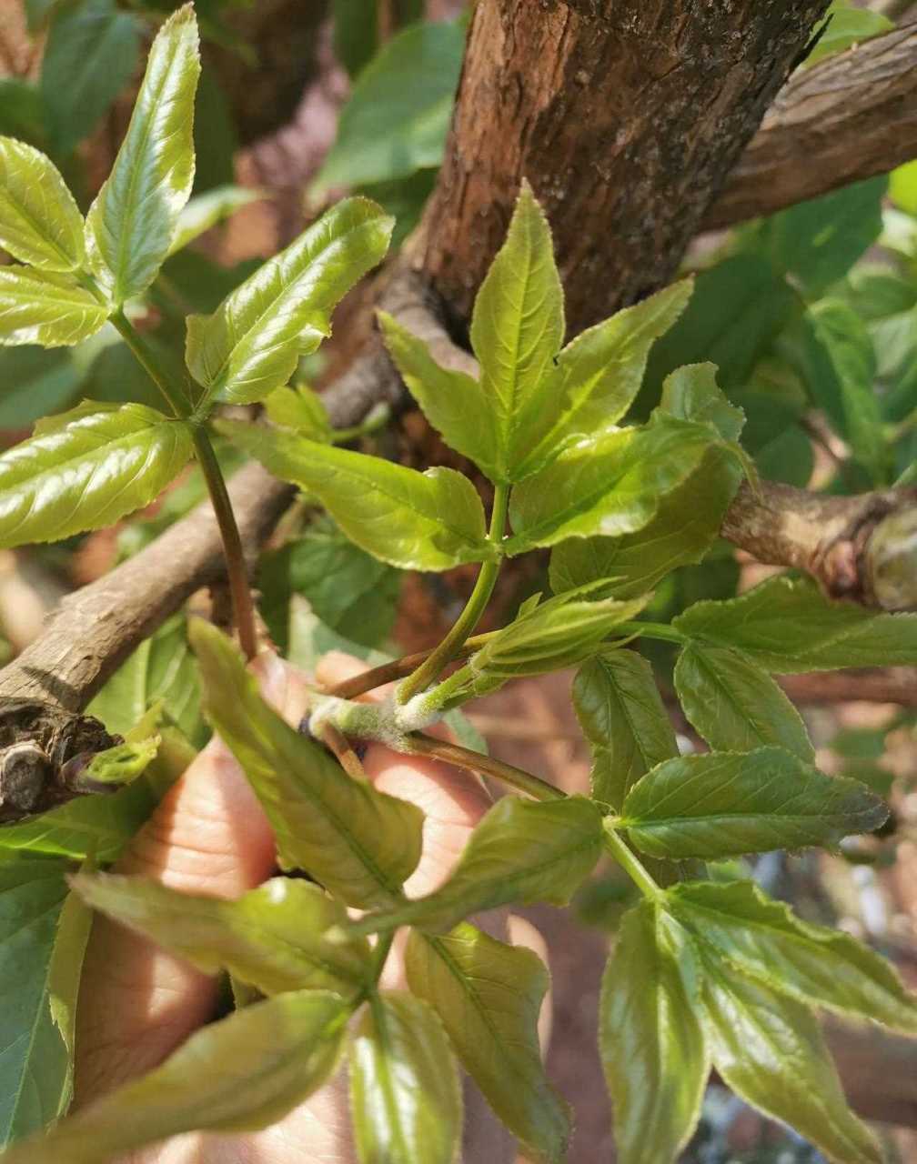 石头菜,不长在石头上,是一种野菜,有谁知道它叫什么名字呢?