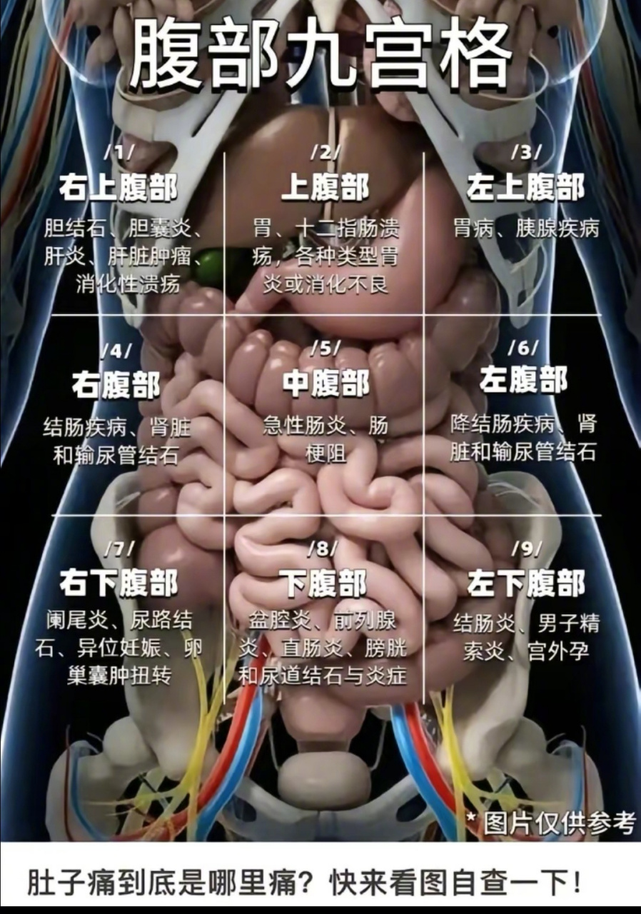 肚子疼到底都是哪疼?看图一目了然