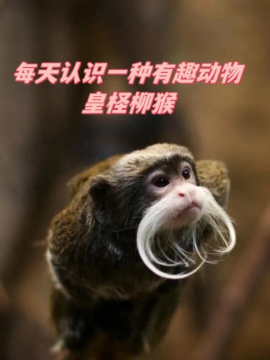 皇字猜一动物