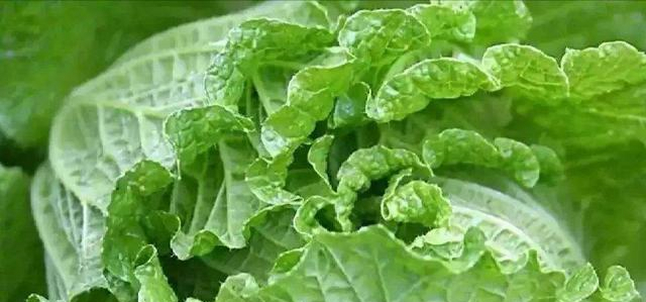 胶州大白菜(山东青岛)