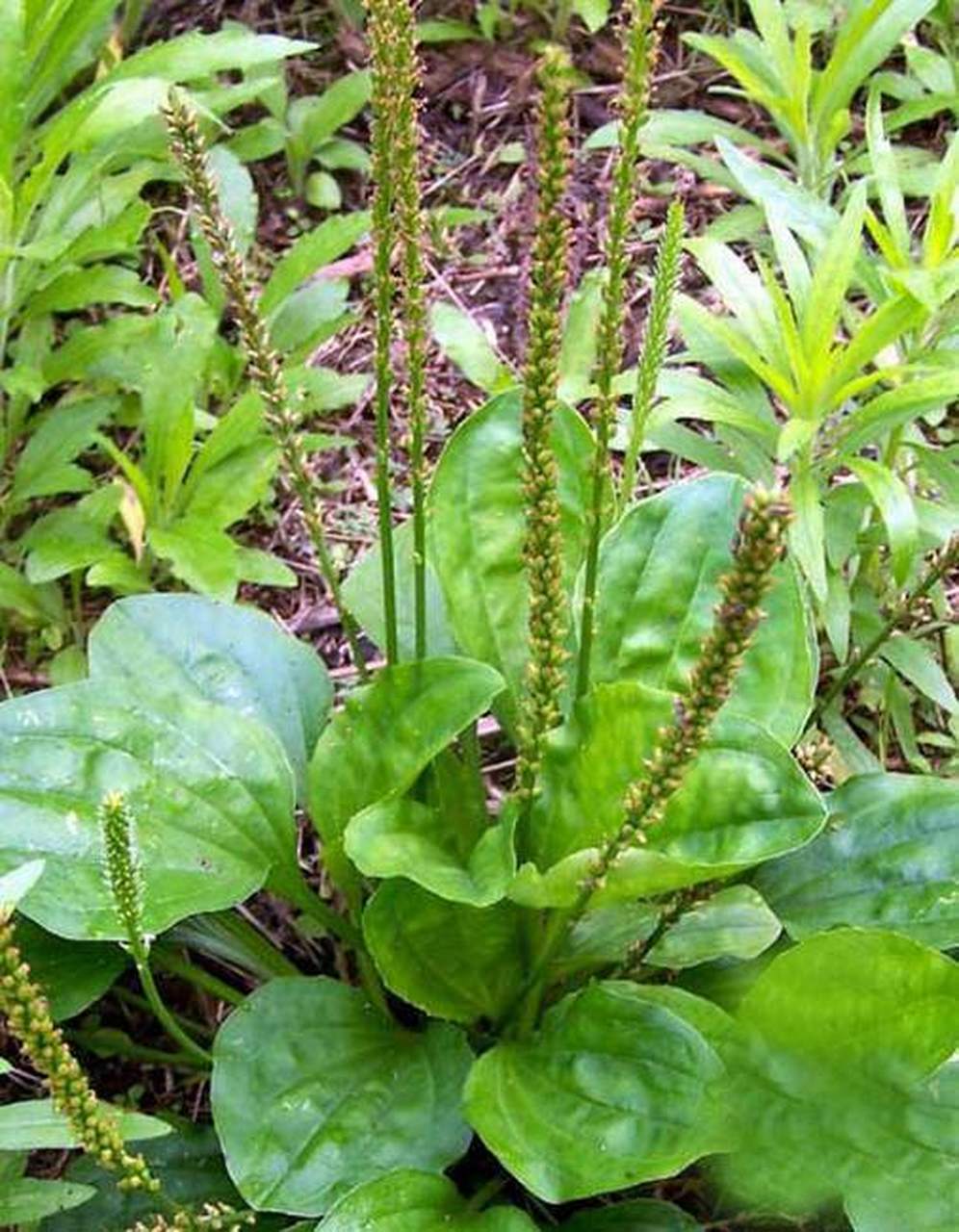 农村随处可见的野草,竟是祛湿大王 您可能还不知道,不起眼的两棵草竟
