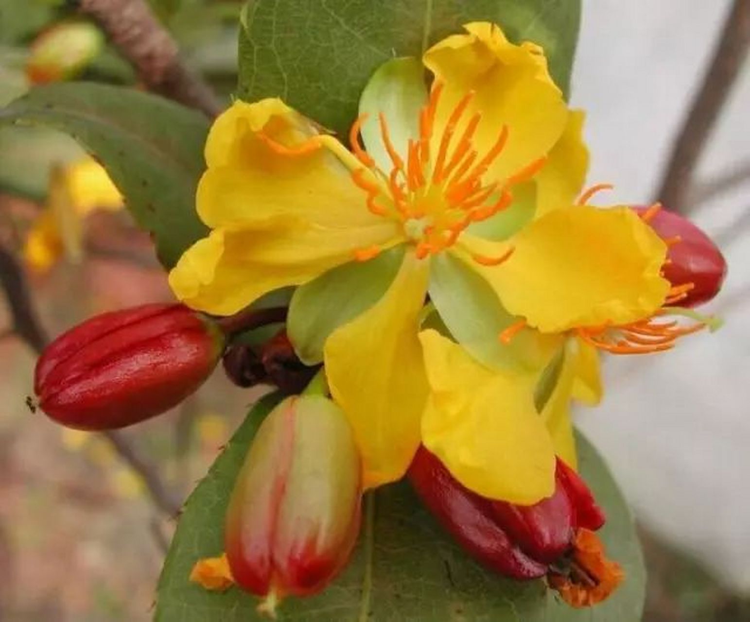 植物中的米老鼠:桂叶黄梅  在植物王国中,有一种名叫桂叶黄梅的植物