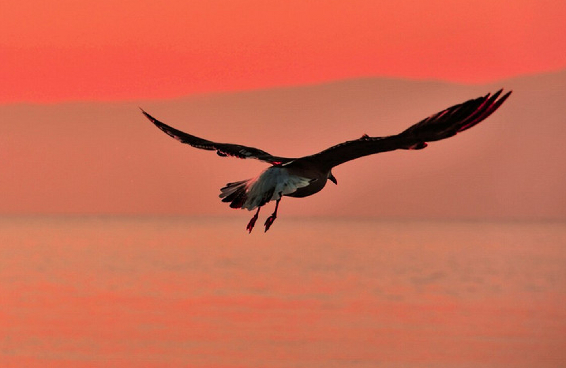 在天空中,鸟儿需要不断地挥动翅膀,借助气流的力量才能飞得更高更远.