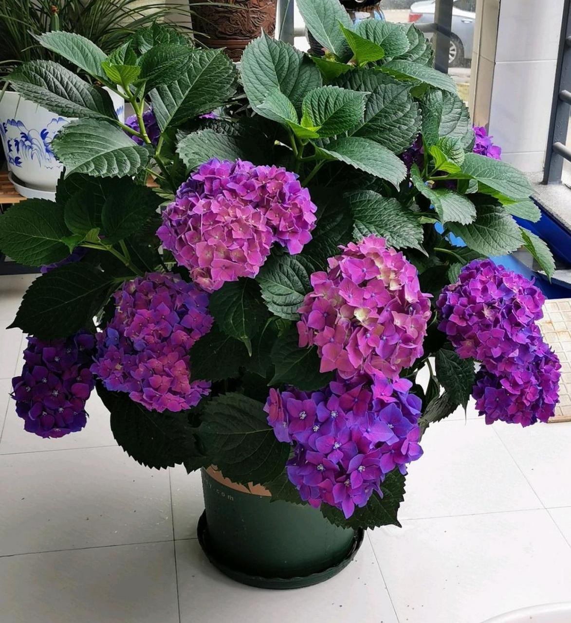 本土绣球花之王——玫红妈妈,国内公园,庭院中常见的品种,其植株直立