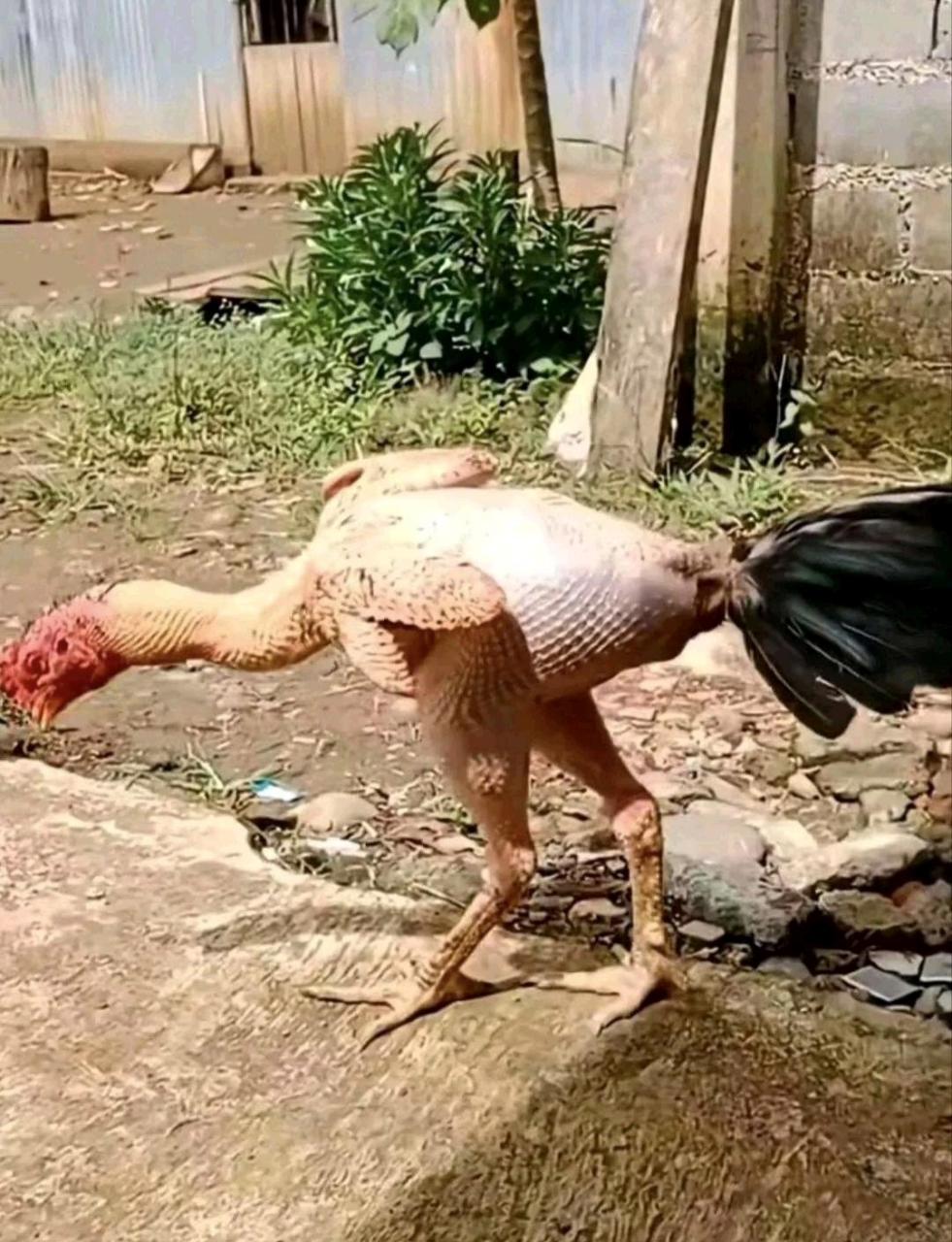 想不到,鸡也有掉毛的烦恼[二哈]