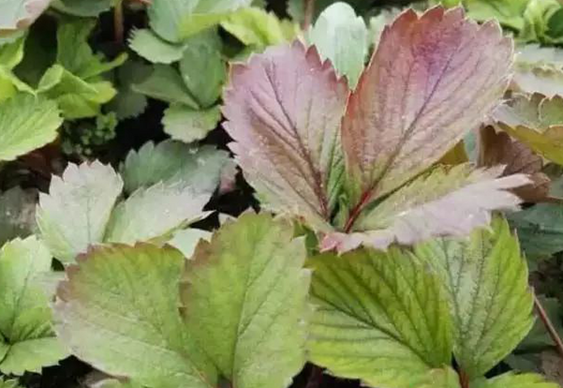 草莓缺磷症状:初期从下部叶片开始,表现为叶色深,近叶缘处出现紫褐色