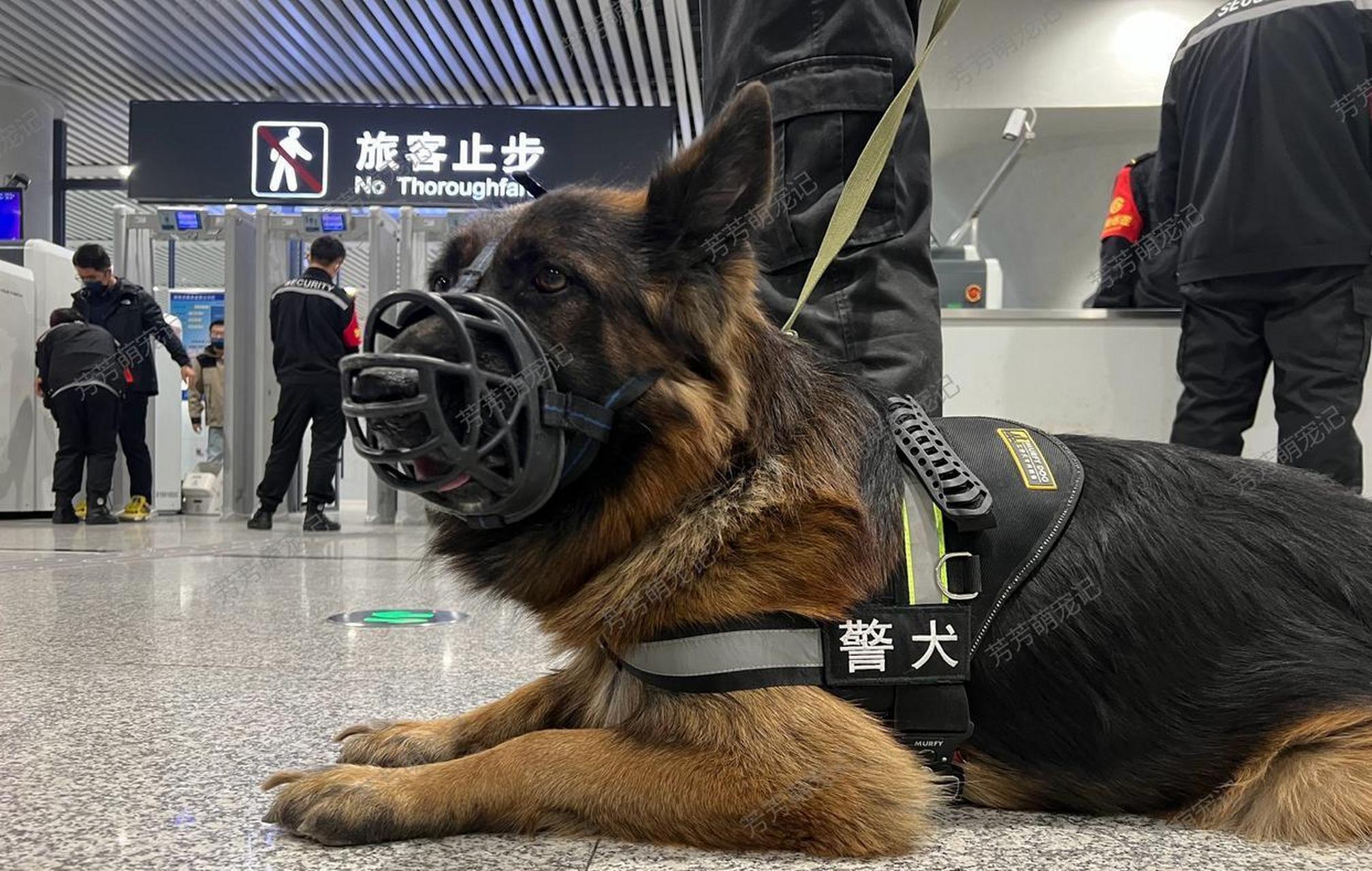 警犬壁纸图片