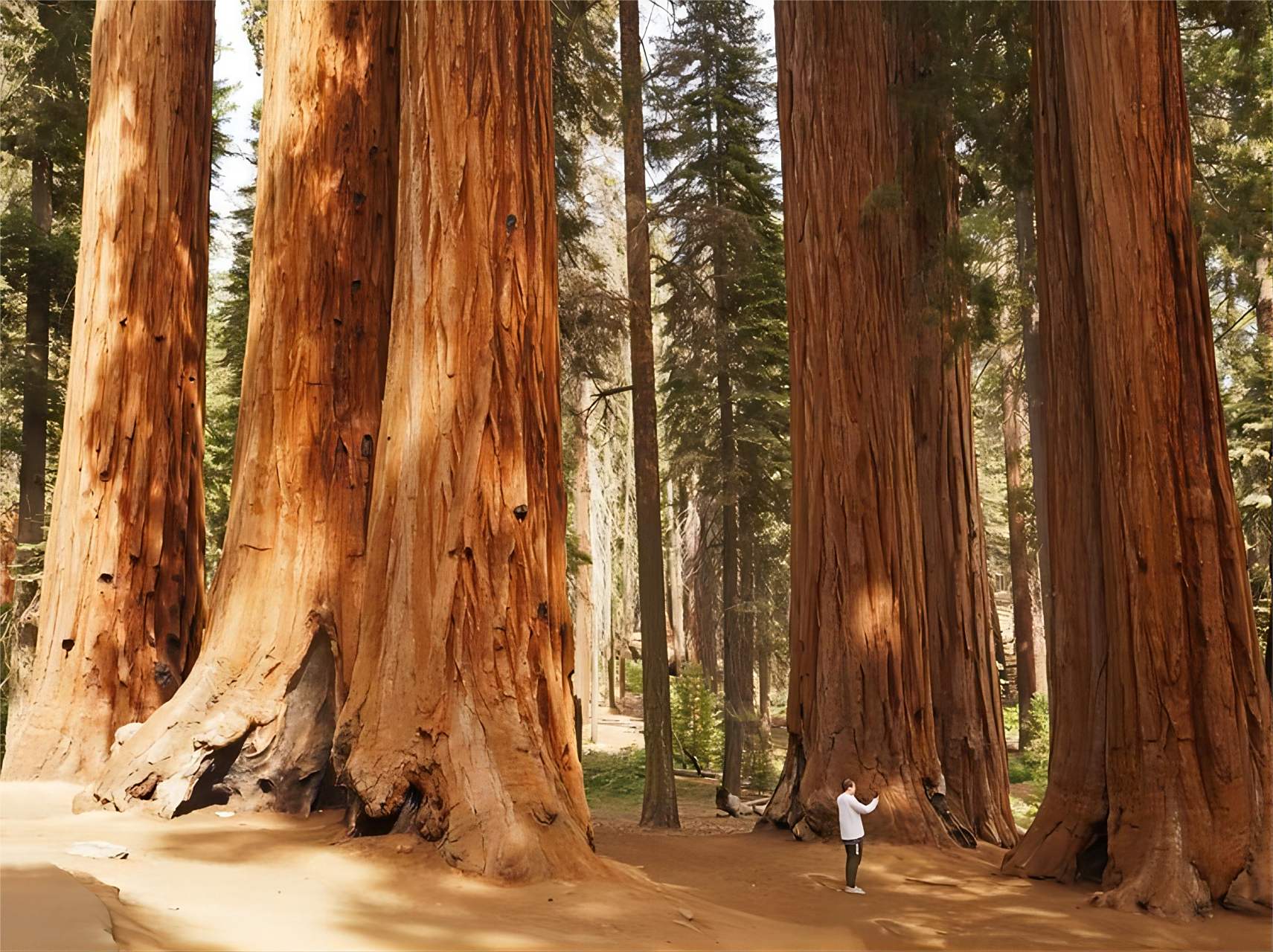 世界上最古老的树木:巨杉的千年岁月!