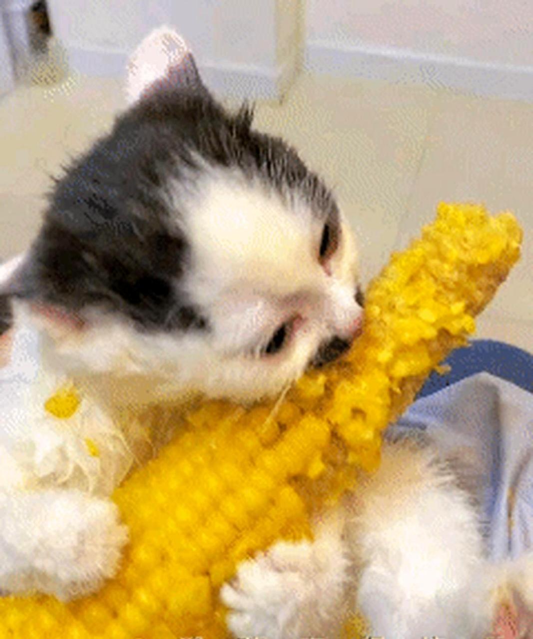 小猫咪爱啃玉米,让人垂涎欲滴!