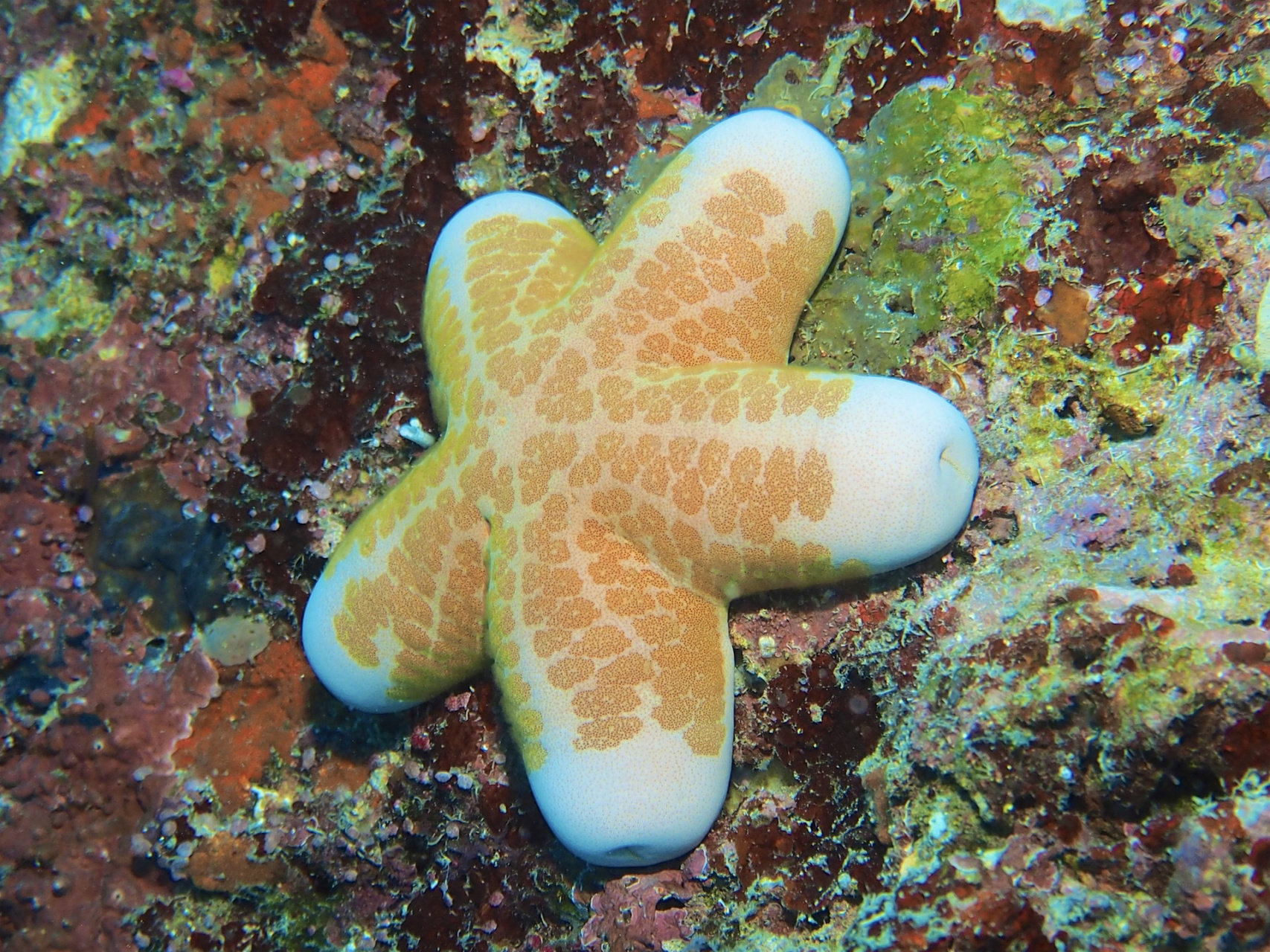坨面团啊～ 92 学名:choriaster granulatus  92 别名:粒皮海星