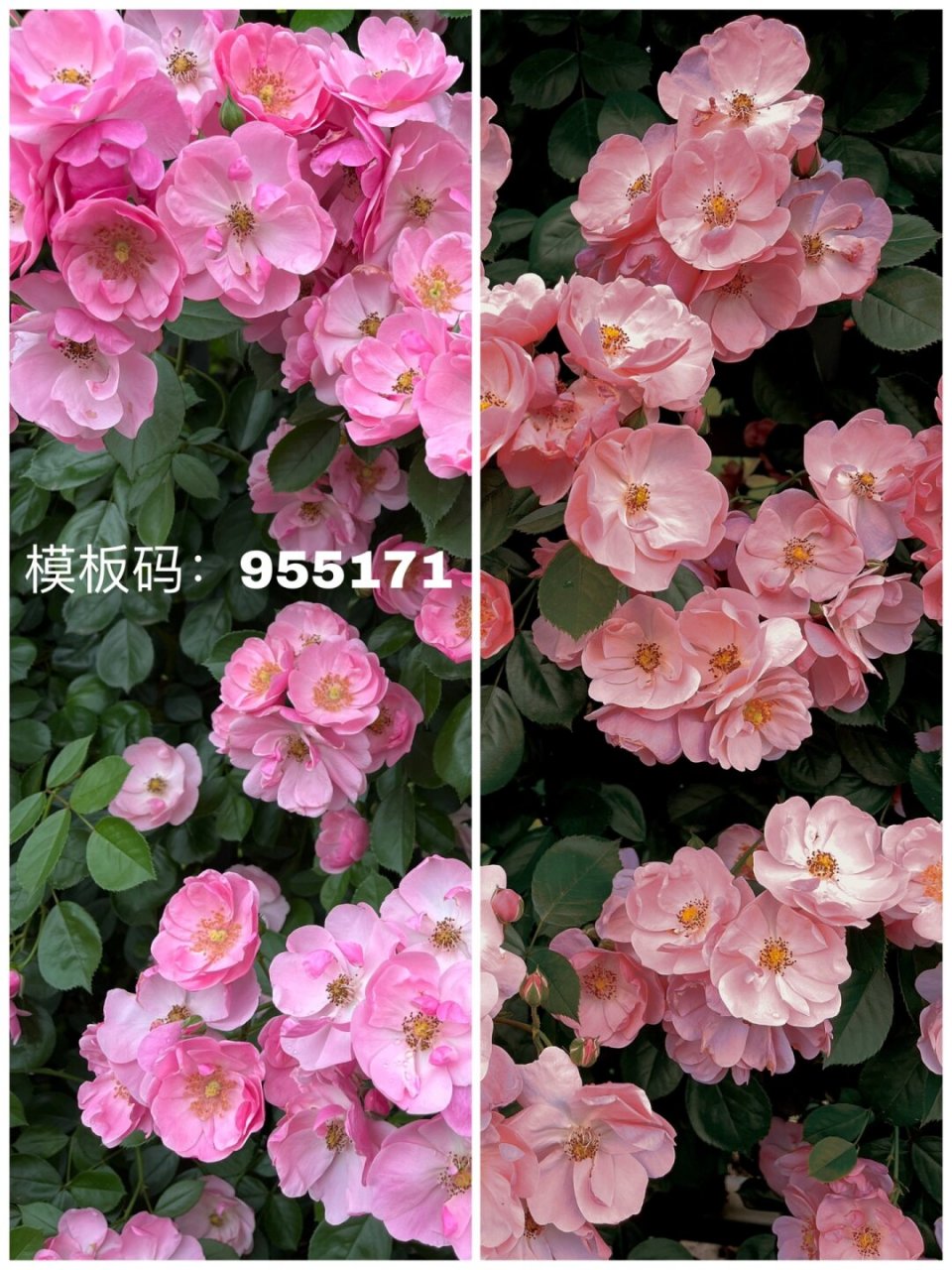 调色|油画里发着光的蔷薇  河心公园的蔷薇花墙正