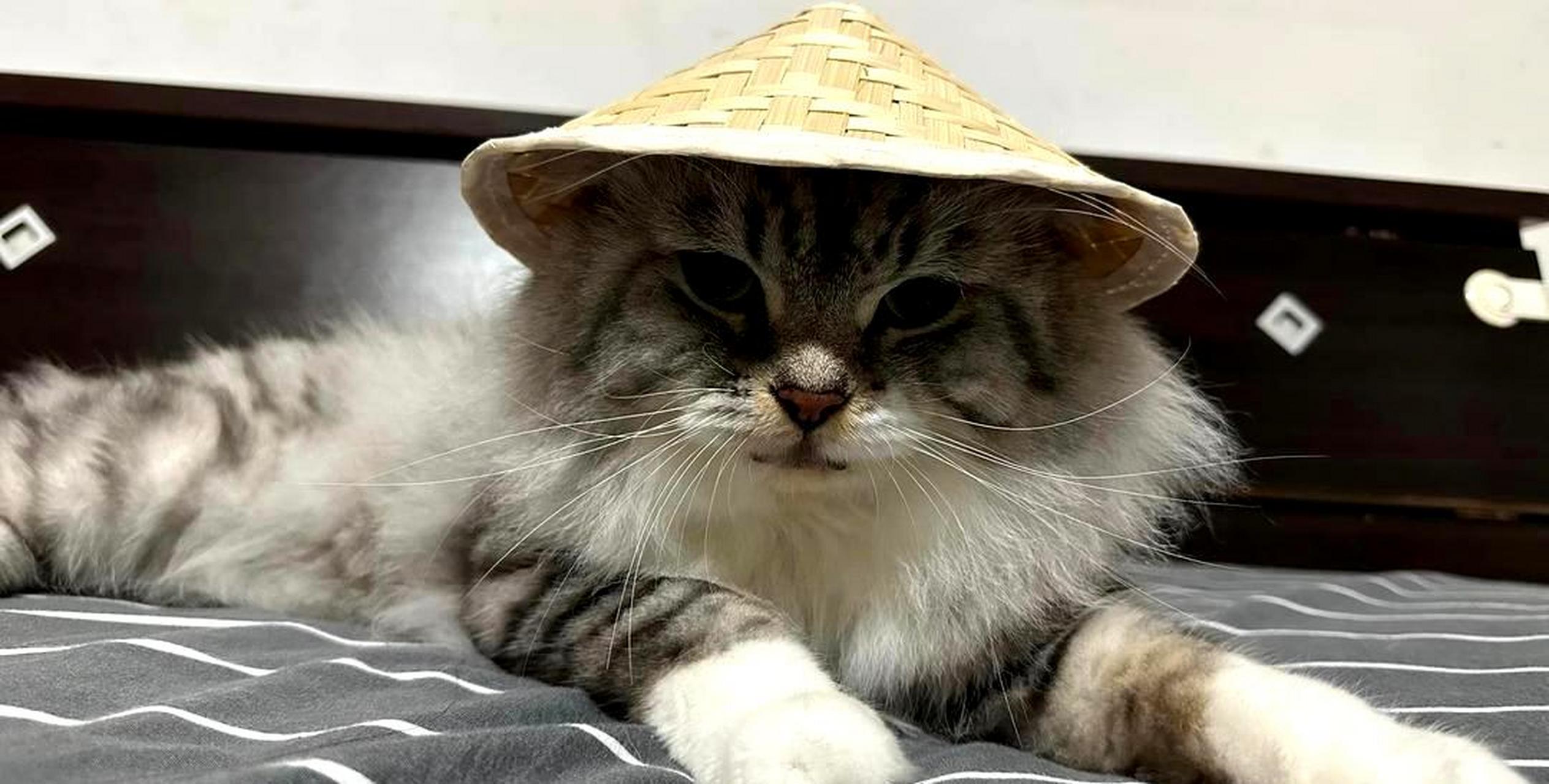 猫咪戴上小斗笠后,看起来像是准备去钓鱼了,让人想起了鳌拜.