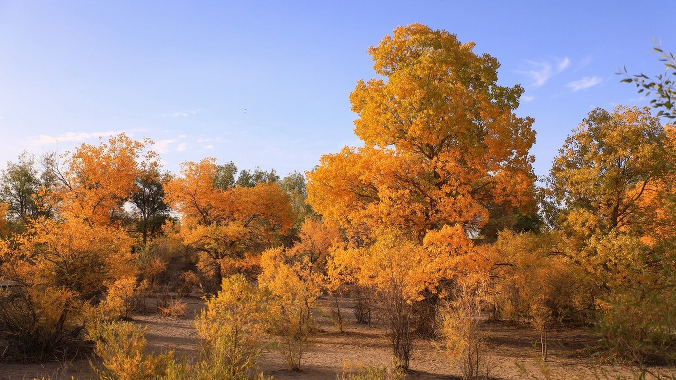 金秋时节,甘肃金塔沙漠胡杨林风景如画,胡杨,碧水和大漠相映成景