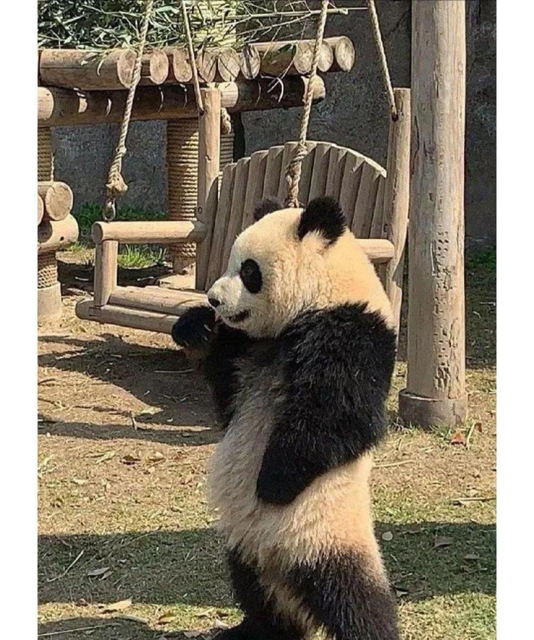 中国版chatgpt来了# #趣图搞笑