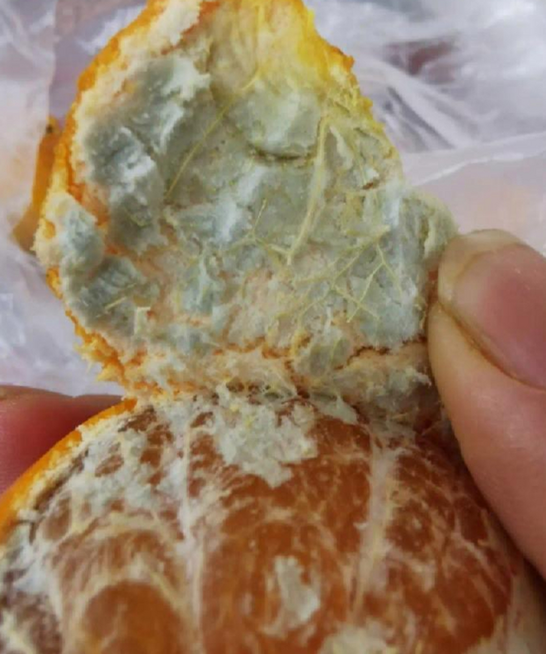 便宜的沃柑霉了