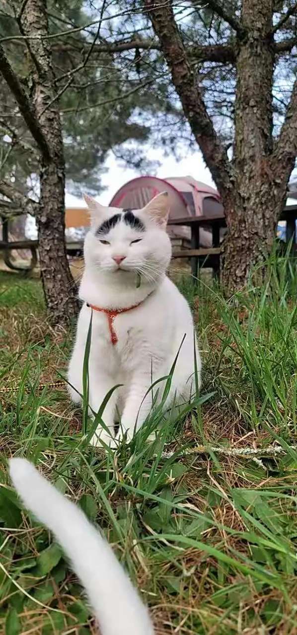 好阔怕,猫界#李荣浩# 终于睁眼了!#猫咪# #萌宠