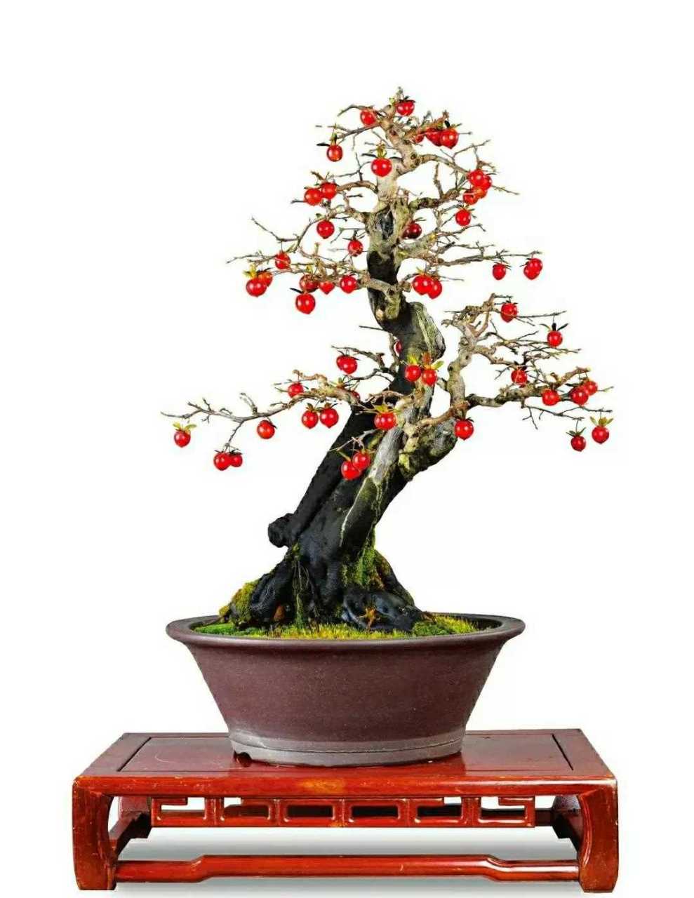 精品老鸦柿  金弹子盆景名家佳作欣赏  赏花,赏硕果 ,自然雅趣,意境