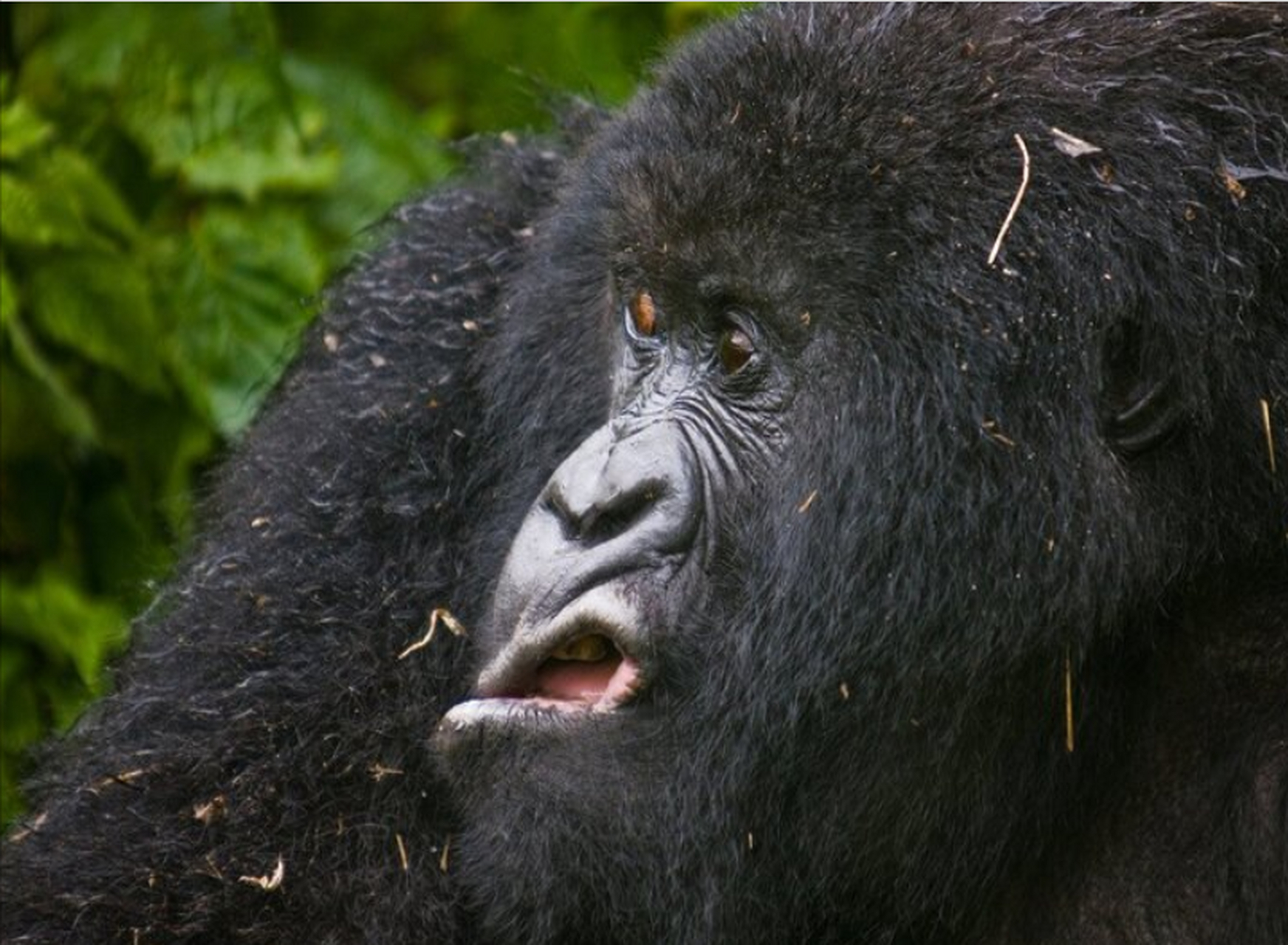 发怒的大猩猩,好像比想象中的还凶猛.#百家号星火计划