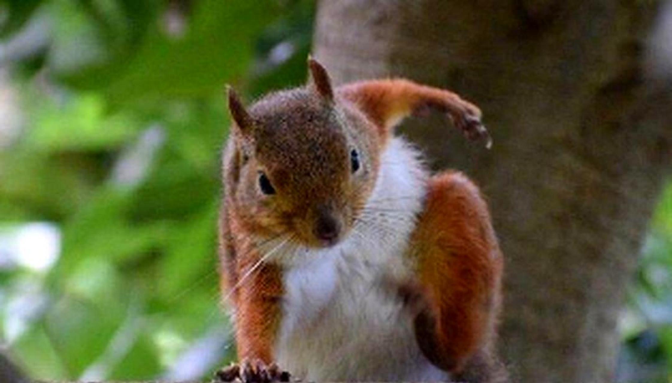 松鼠超级英雄的落地,真的太帅了.