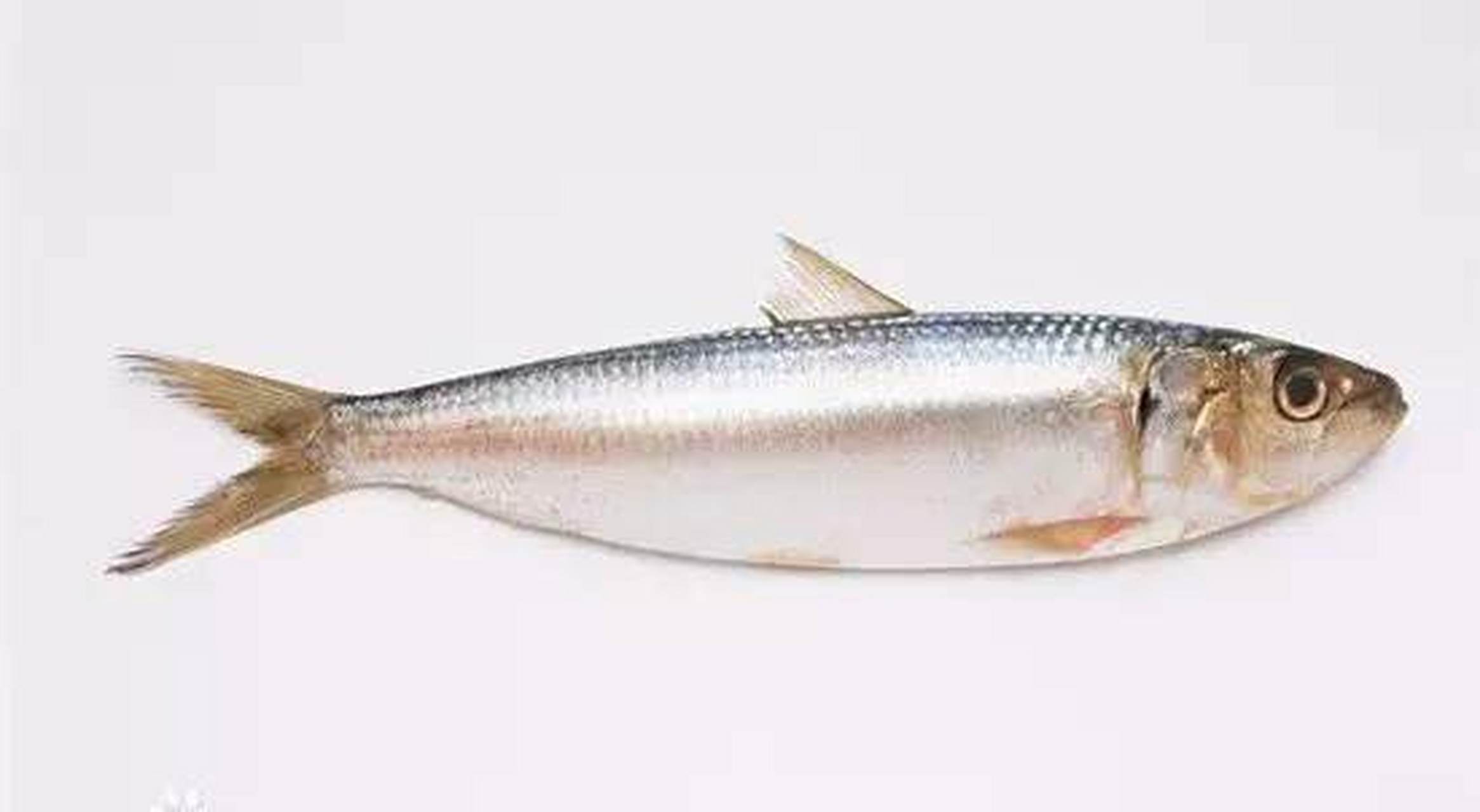 威宁草海细鱼又称"虾子鱼","黄辣丁","小黄鱼",长约寸许,不会长大