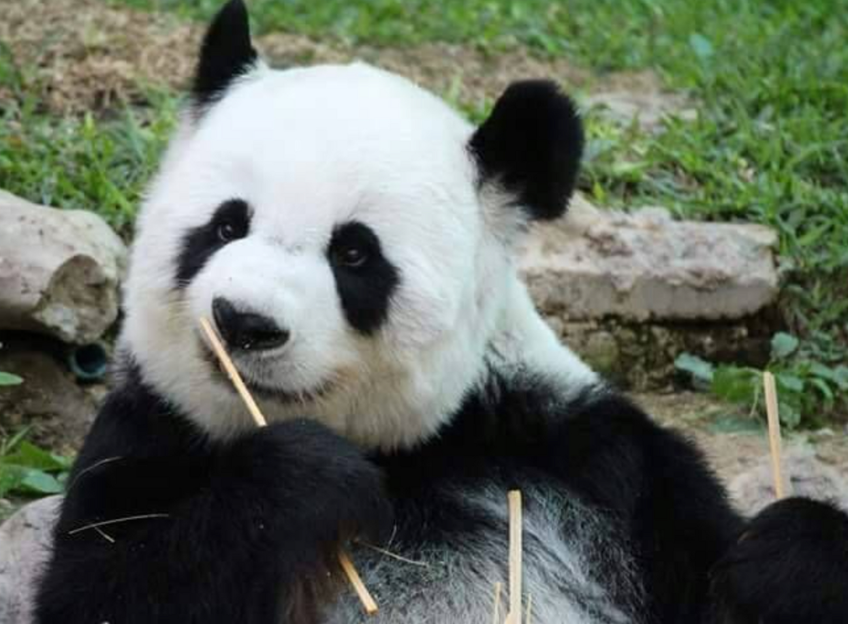 泰国大熊猫林惠去世#   旅居泰国清迈动物园的大熊猫"林惠",于2023年