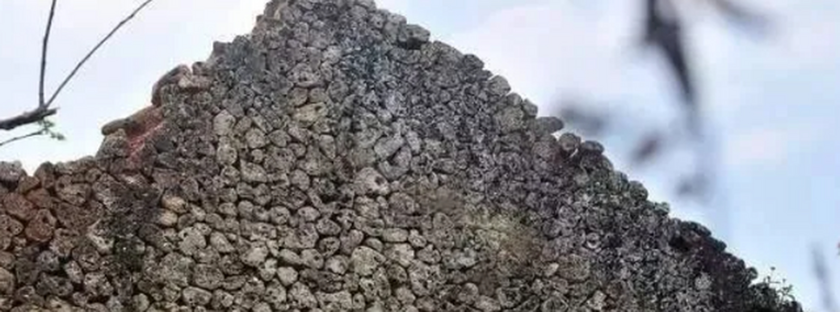 珊瑚屋,顾名思义,就是用珊瑚石建造而成,这种珊瑚礁是一种沙滩上特有