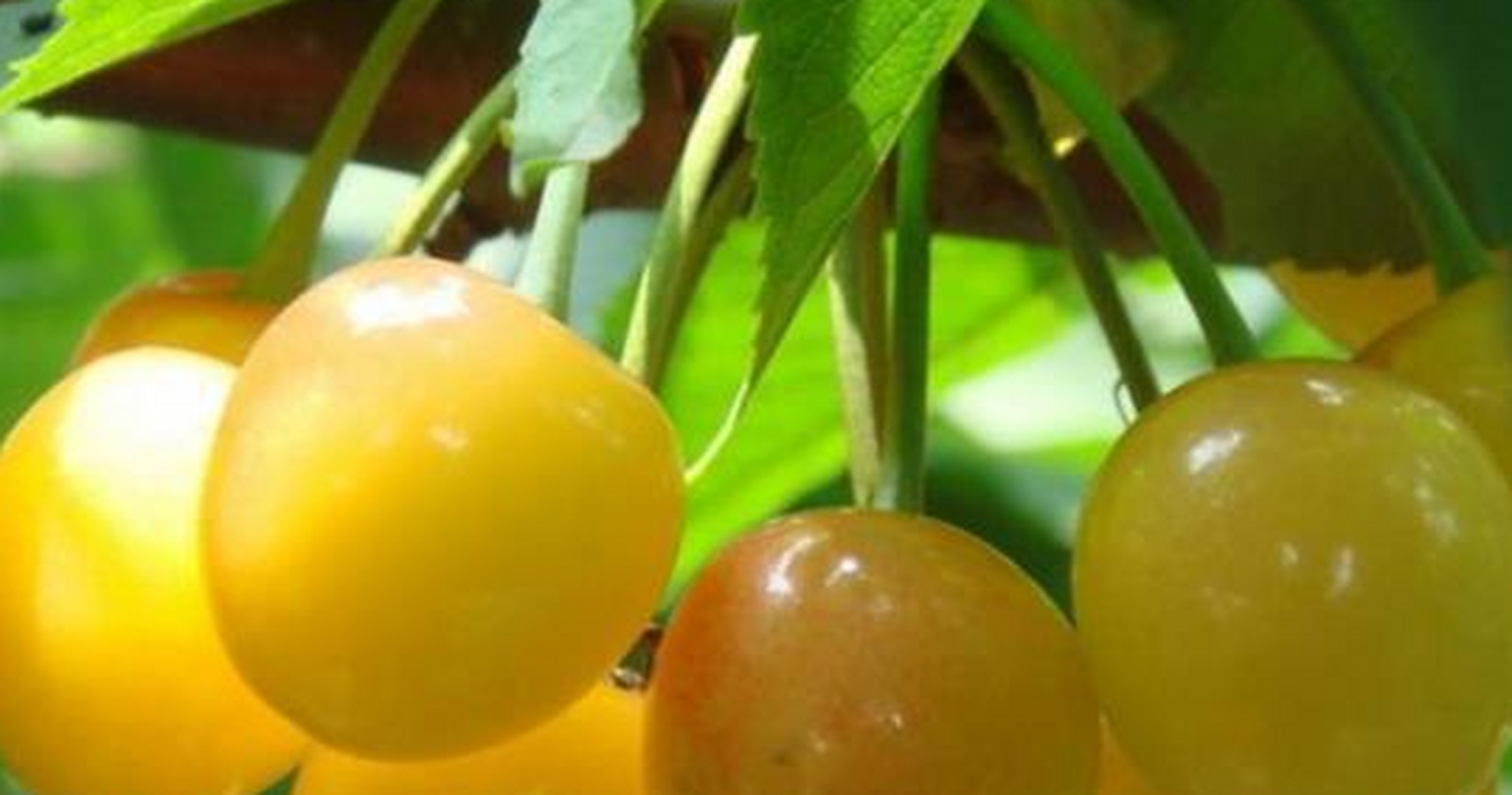 黄樱桃 诸城黄樱桃是一类樱桃,它的果实较大,多为圆球形,果皮为橘黄色