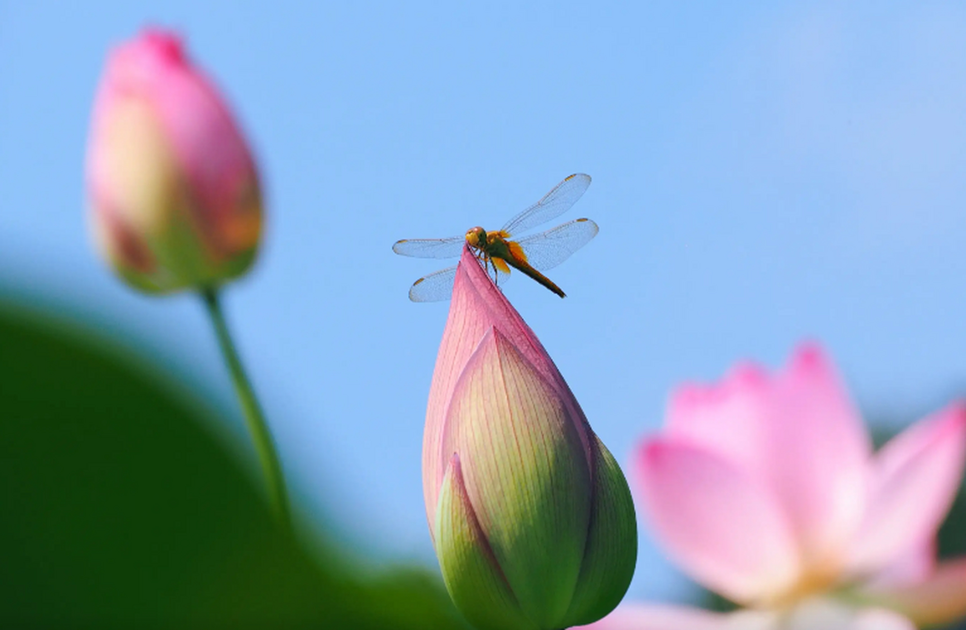 夏天里还有许多美妙的声音,"泉眼无声惜细流,树阴照水爱晴柔"泉水轻轻