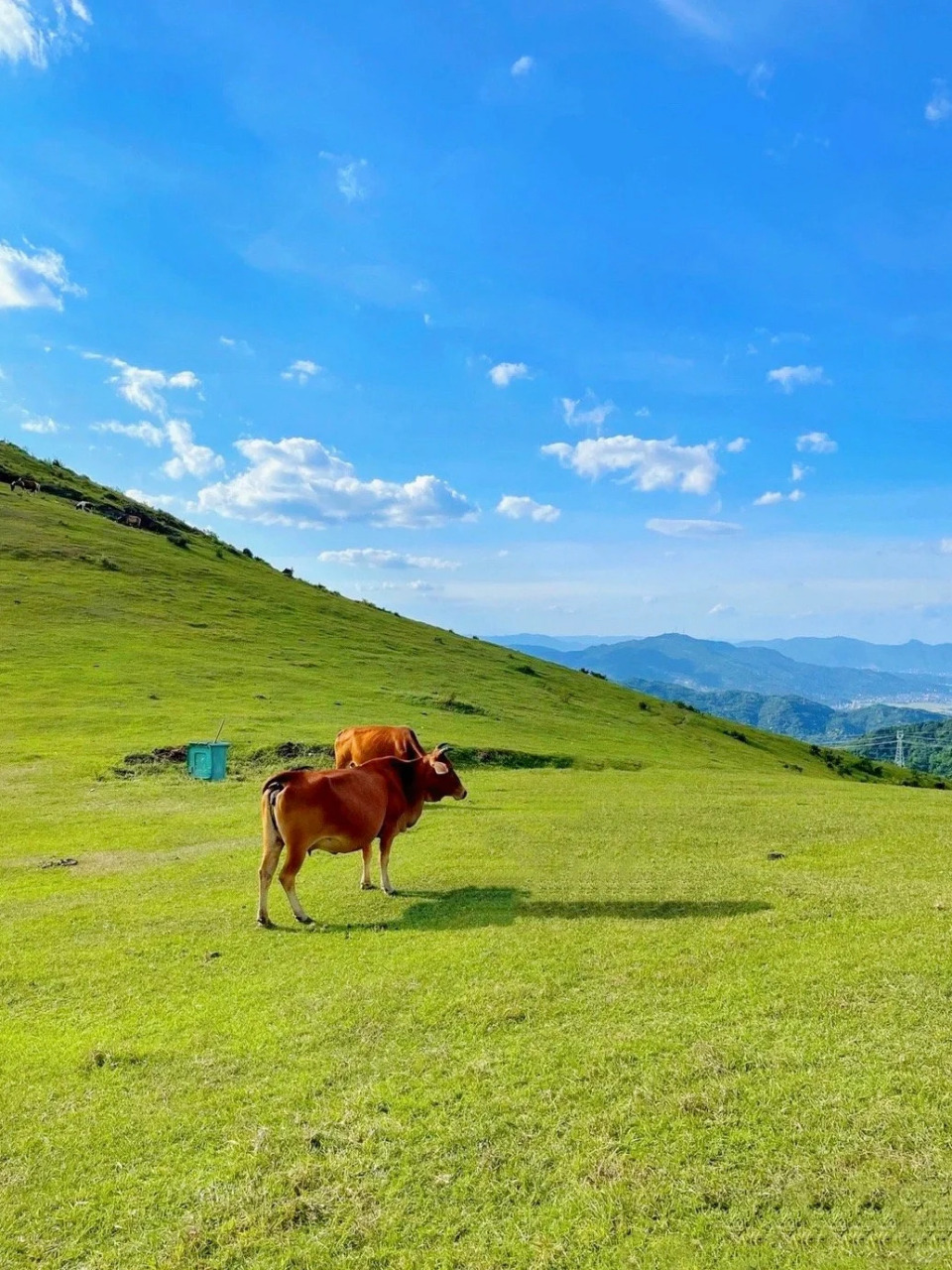 不用去瑞士的草场 在福州也能看到天然大草场 这里的空气都是青草的