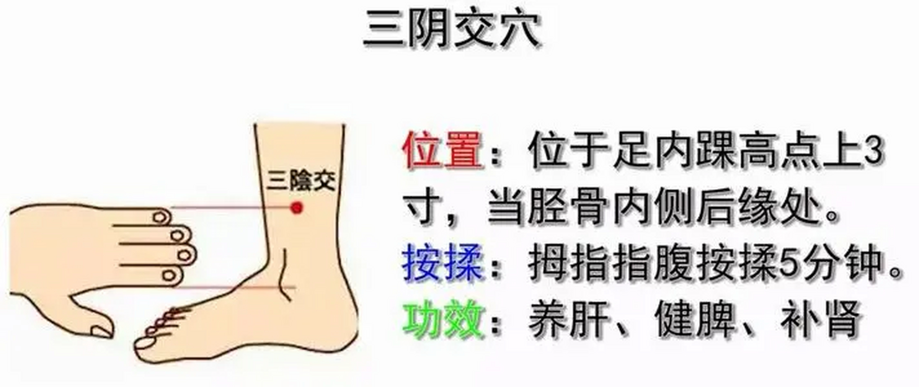 三阴交穴位有什么作用 三阴交穴是脾经的腧穴,位置在小腿内侧,内踝尖