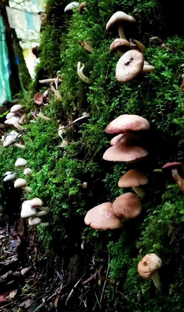 横断山脉从四川木里,乡城,九龙,德荣延伸到云南香格里拉,每年雨季