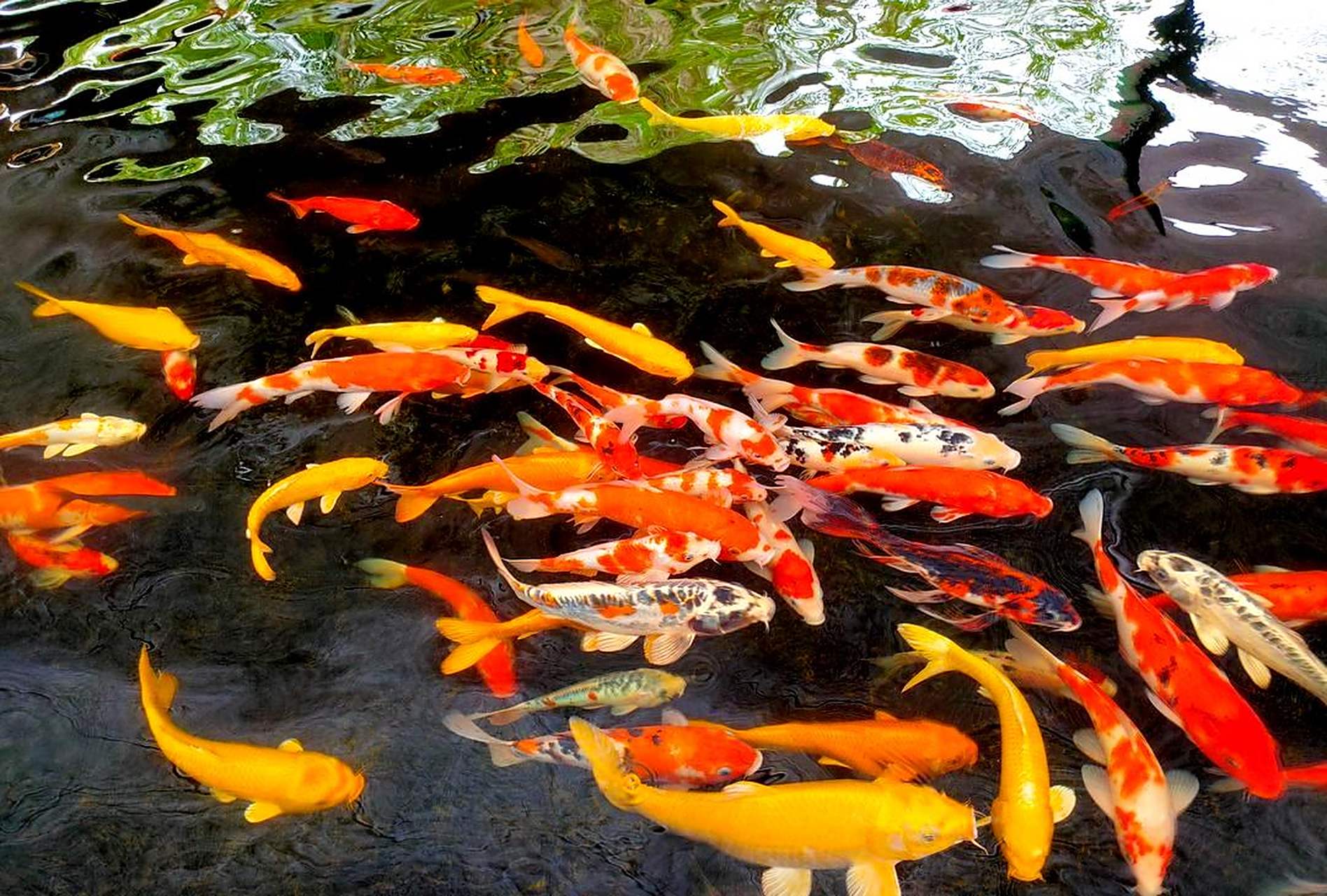 今天成功实现了锦鲤的自由.