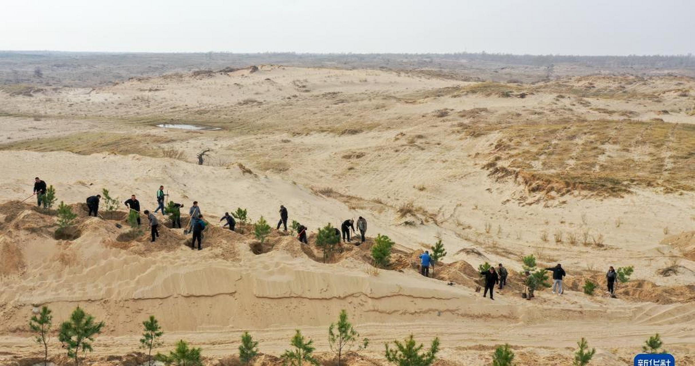 近日,在内蒙古通辽市科尔沁左翼后旗,治沙工人忙着植树造林,给科肚哌