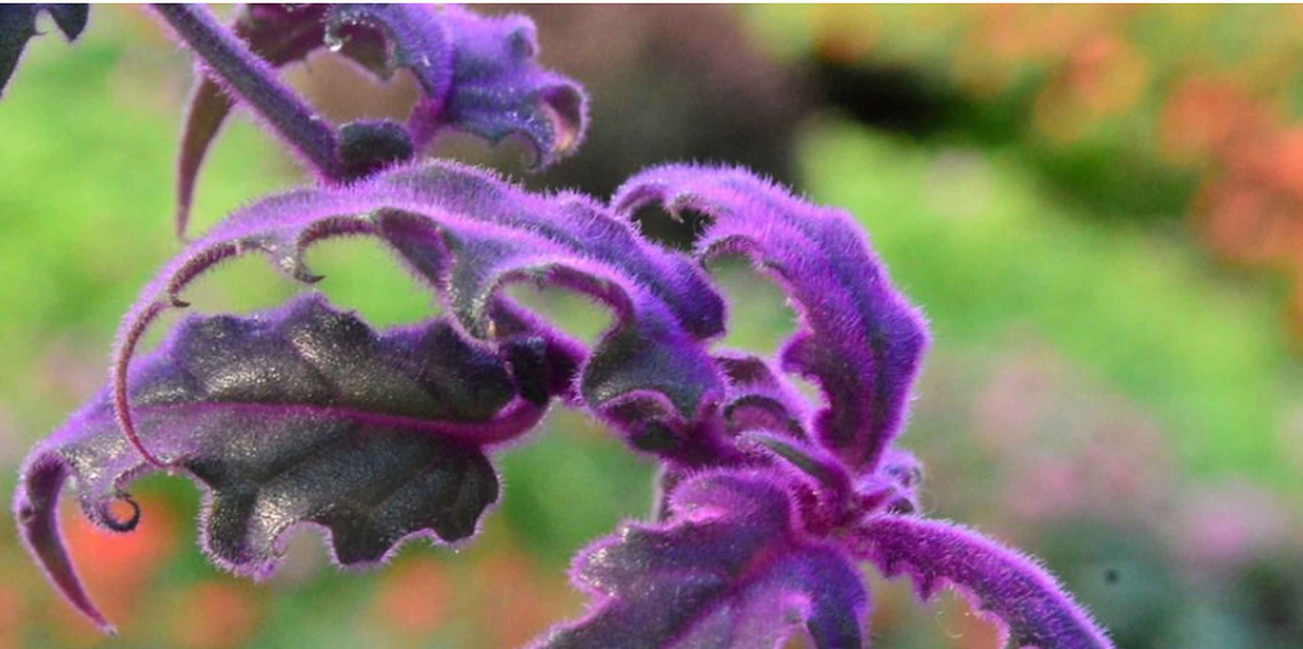 紫鹅绒,又称紫绒三七和天鹅绒三七等,也叫紫叶网纹草.