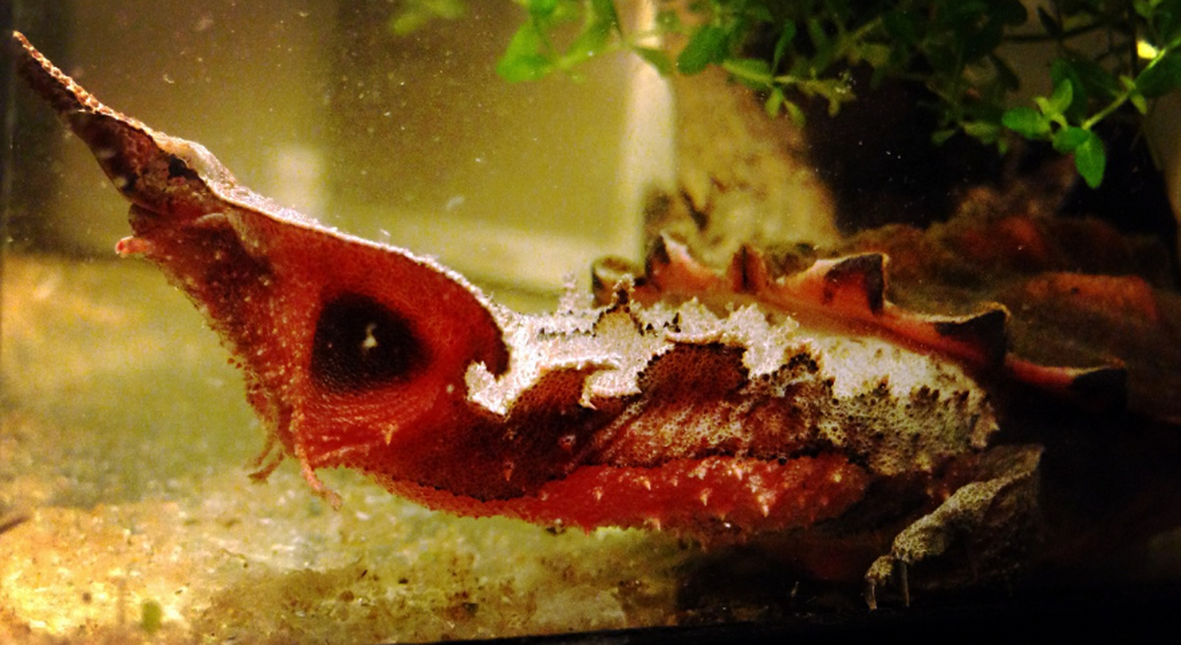 世界上公认最丑陋的动物 枯叶龟 这是一张枯叶龟(matamata turtle)的